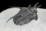 Bargain, Devil Horned Cyphaspis Trilobite - Mrakib, Morocco #74711-3